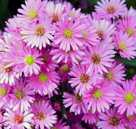 Hibrīdā ziemastere 'Wood's Pink'